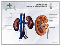 Стенд "Строение почки человека" - fgospostavki.ru - Касимов