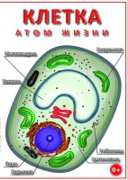 DVD "Клетка - "атом жизни" - fgospostavki.ru - Касимов
