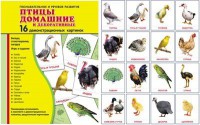 Демонстрационные карточки "Птицы домашние и декоративные" - fgospostavki.ru - Касимов