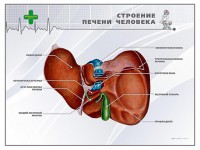 Стенд "Строение печени человека" - fgospostavki.ru - Касимов