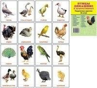 Раздаточные карточки "Птицы домашние и декоративные" - fgospostavki.ru - Касимов