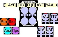 Модель-аппликация "Биосинтез белка" (ламинированная) - fgospostavki.ru - Касимов
