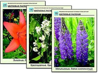 Гербарий фотографический "Основные группы растений" - fgospostavki.ru - Касимов