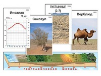 Модель-аппликация "Природные зоны" - fgospostavki.ru - Касимов