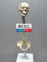 Модель "Позвоночник с черепом и тазом" - fgospostavki.ru - Касимов