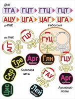 Модель-аппликация Биосинтез белка - fgospostavki.ru - Касимов