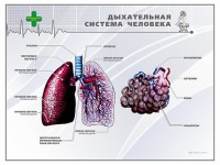 Стенд "Дыхательная система человека" - fgospostavki.ru - Касимов