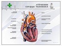 Стенд "Строение сердца человека" - fgospostavki.ru - Касимов