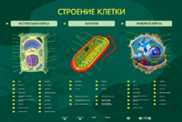 Электрифицированный стенд "Строение клетки" с маркерными полями - fgospostavki.ru - Касимов