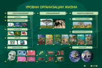 Электрифицированный стенд "Уровни организации жизни" - fgospostavki.ru - Касимов