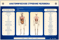 Электрифицированный стенд-тренажер c макетом скелета "Анатомическое строение человека" - fgospostavki.ru - Касимов