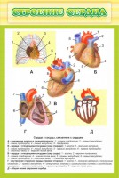 Стенд "Строение сердца" - fgospostavki.ru - Касимов