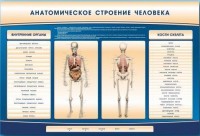 Электрифицированный стенд-тренажер c макетом скелета "Анатомическое строение человека" - fgospostavki.ru - Касимов
