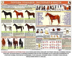 Комплект плакатов "Служебное коневодство" - fgospostavki.ru - Касимов