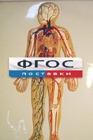 Модель барельефная "Кровеносная система человека" - fgospostavki.ru - Касимов