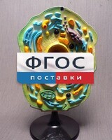 Модель "Клетка растения" - fgospostavki.ru - Касимов