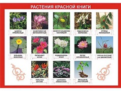 Таблица демонстрационная "Растения Красной книги" (винил 100*140) - fgospostavki.ru - Касимов