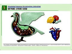 Рельефная таблица "Внутреннее строение голубя" (формат А1, матовое ламинирование) - fgospostavki.ru - Касимов