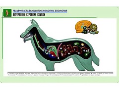 Рельефная таблица "Внутреннее строение собаки" (формат А1, матовое ламинирование) - fgospostavki.ru - Касимов
