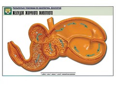Рельефная таблица "Желудок жвачного животного" (формат А1, матовое ламинирование) - fgospostavki.ru - Касимов