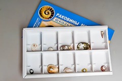Коллекция "Раковины моллюсков" - fgospostavki.ru - Касимов