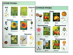 Коллекция "Семена и плоды" - fgospostavki.ru - Касимов