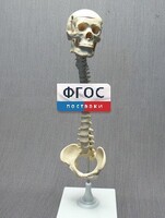 Модель "Позвоночник с черепом и тазом" - fgospostavki.ru - Касимов
