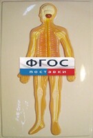 Модель барельефная "Нервная система человека" - fgospostavki.ru - Касимов