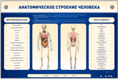Электрифицированный стенд-тренажер c макетом скелета "Анатомическое строение человека" - fgospostavki.ru - Касимов