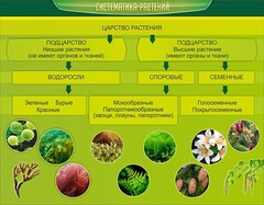Стенд "Систематика растений" - fgospostavki.ru - Касимов