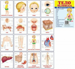 Раздаточные карточки "Тело человека" - fgospostavki.ru - Касимов