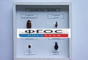Коллекция "Семейство жуков" - fgospostavki.ru - Касимов