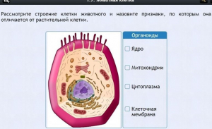 Интерактивные курсы. Биология 8 класс. Базовый - fgospostavki.ru - Касимов