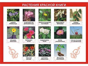 Таблица демонстрационная "Растения Красной книги" (винил 70*100) - fgospostavki.ru - Касимов