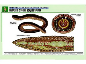 Рельефная таблица "Внутреннее строение дождевого червя" (формат А1, матовое ламинирование) - fgospostavki.ru - Касимов