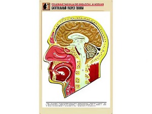 Рельефная таблица "Сагиттальный разрез головы" (формат А1, матовое ламинирование) - fgospostavki.ru - Касимов