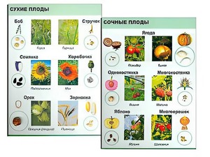 Коллекция "Семена и плоды" - fgospostavki.ru - Касимов