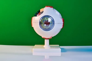 Модель глаза - fgospostavki.ru - Касимов