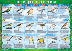 Комплект таблиц "Птицы России (4 листа)" (100х140 сантиметров, винил) - fgospostavki.ru - Касимов