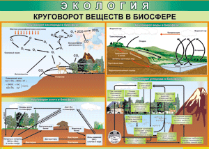 Таблица "Круговорот веществ в биосфере" (100х140 сантиметров, винил) - fgospostavki.ru - Касимов
