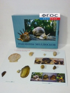 Коллекция "Раковины моллюсков" - fgospostavki.ru - Касимов