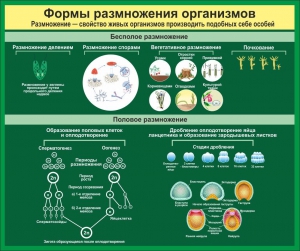 Стенд "Формы размножения организмов" - fgospostavki.ru - Касимов