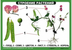 Комплект таблиц "Ознакомление с окружающим миром 1-4 класс" - fgospostavki.ru - Касимов