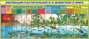 Стенд "Эволюция растительного и животного мира" - fgospostavki.ru - Касимов