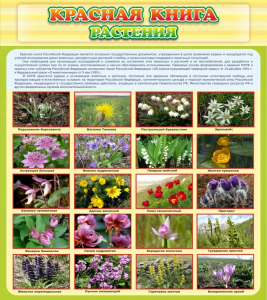 Стенд "Красная книга - растения" - fgospostavki.ru - Касимов
