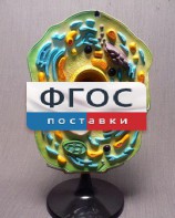Модель "Клетка растения" - fgospostavki.ru - Касимов