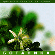 Ботаника. (Цифровая база изображений) - fgospostavki.ru - Касимов