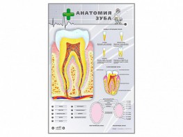 Электрифицированный стенд "Анатомия зуба" - fgospostavki.ru - Касимов