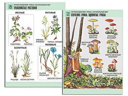 Комплект таблиц "Окружающий мир. Грибы. Растительный мир" (12 таблиц, А1, ламинированные) - fgospostavki.ru - Касимов