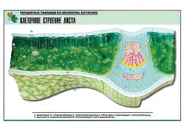 Рельефная таблица "Клеточное строение листа" (формат А1, матовое ламинирование) - fgospostavki.ru - Касимов